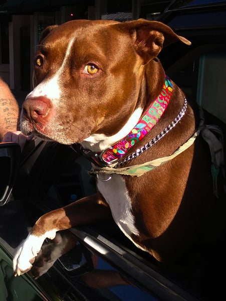 Parade of Paws Event in Key West