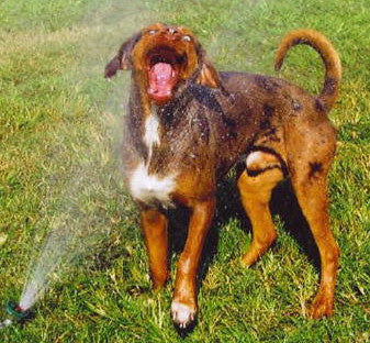 Ear Care for Dogs that Love the Ocean, Beach and Salt Life