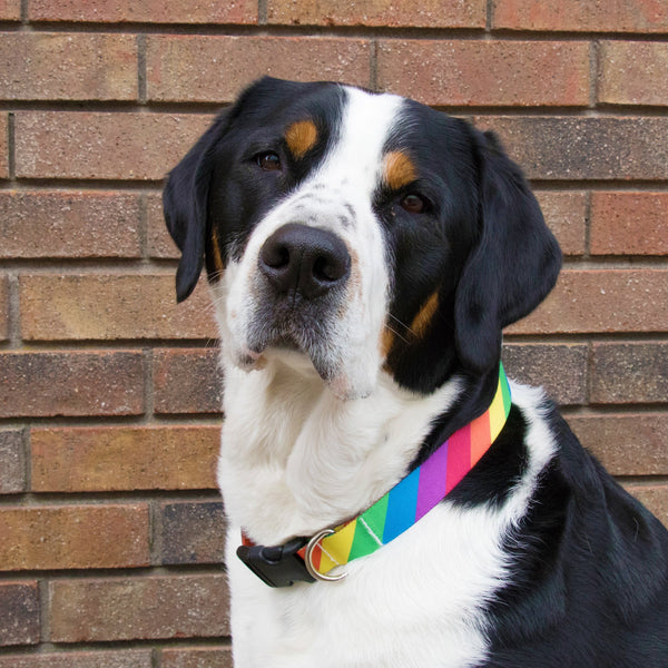 Xena Fund in Key West helps with Vet bills