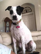 La Te Da on Lime Dog Collar