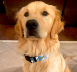 Puppy Pulitzer Alligator Blue Stripes Dog Collar