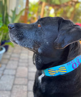 Bow Ties on Lime Personalized Dog Collar