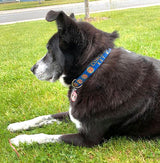 Conch Republic Key West Dog Collar Royal Blue