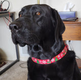 Christmas Trees and Snowflakes Red Dog Collar