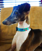 Passion Flower Turquoise Dog Collar