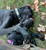Daisy with Pink and Lime Personalized Dog Collar