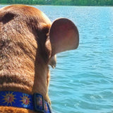Conch Republic Key West Dog Collar Royal Blue