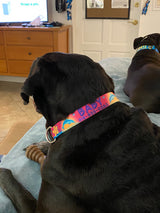 Dolphins and Frangipani Flowers Pink Personalized Dog Collar