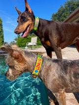 Signature-Autograph Personalized Dog Collar Yellow
