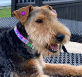 Signature-Autograph Personalized Dog Collar Soft Pink