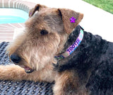 Signature-Autograph Personalized Dog Collar Soft Pink