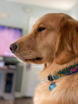Geckos on Purple Personalized Dog Collar