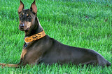 Halloween Orange & Black Bats Dog Collar Personalized Dog Collar