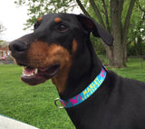 La Te Da on Turquoise Dog Collar