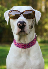 Mermaid Scales Pink Personalized Dog Collar