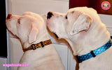 Red Hot Flames Personalized Dog Collar