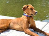 Patriotic Pup Dog Collar