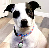 Star Spangled Personalized Dog Collar