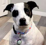 Star Spangled Dog Collar