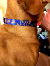 Conch Republic Key West Dog Collar Royal Blue