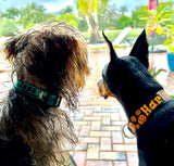 Halloween Funny not so Scary Teal Dog Collar