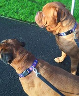 Conch Republic Key West Dog Collar Royal Blue