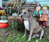 Halloween Funny & Not so Scary Purple Personalized Dog Collar