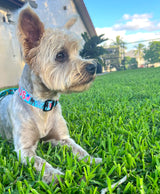Patriotic Parade Blue Dog Collar