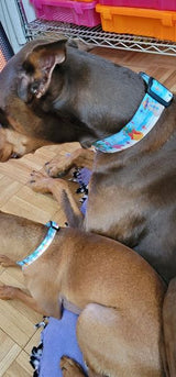 Tropical Christmas Pink Flamingo Personalized Dog Collar Blue