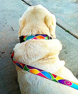 Atlantis Multicolored Dog Collar