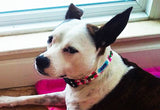 Puppy Pulitzer Alligator Pink Stripes Personalized Dog Collar