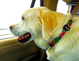 Atlantis Multicolored Personalized Dog Collar