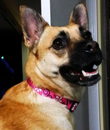 Hawaiian Breeze Pink Dog Collar