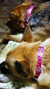 Hawaiian Breeze Pink Dog Collar
