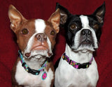 Frangipani Turquoise Martingale