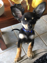 Conch Republic Blue Personalized Martingale Dog Collar