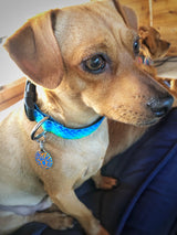 Plexus Personalized Dog Collar