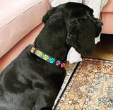 Rainbow Paw Prints Dog Collar Black