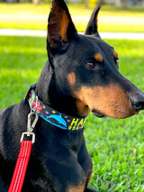 Dolphins and Frangipani Flowers Black Personalized Dog Collar