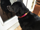 Hibiscus & Palm Fronds Red Personalized Dog Collar