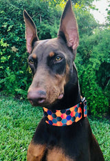 Hexa Personalized Dog Collar
