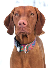 Dreamstime Personalized Dog Collar