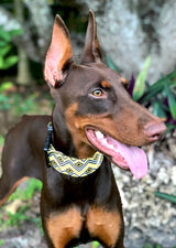 Abaco Gold Personalized Dog Collar