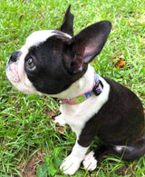 Scrummy Fish Purple Personalized Dog Collar