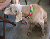 Plumeria Pink on Lime Personalized Dog Collar