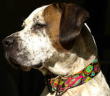 Tropical Reef Fish Black Personalized Dog Collar