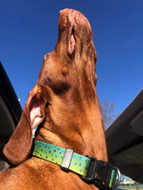 Mahi Dolphin Fish Skin Personalized Dog Collar