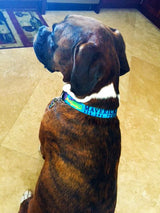 Mahi, Marlin and Sailfish Personalized Dog Collar Blue