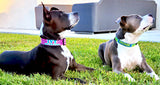 Mahi Dolphin Fish Skin Personalized Dog Collar