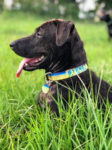 Black dog wearing a personalized Marlin Skin Dog Collar with it's name  and phone number